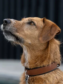 Online Laboni Collier pour animaux domestiques en cuir nappa Amici, tailles variées