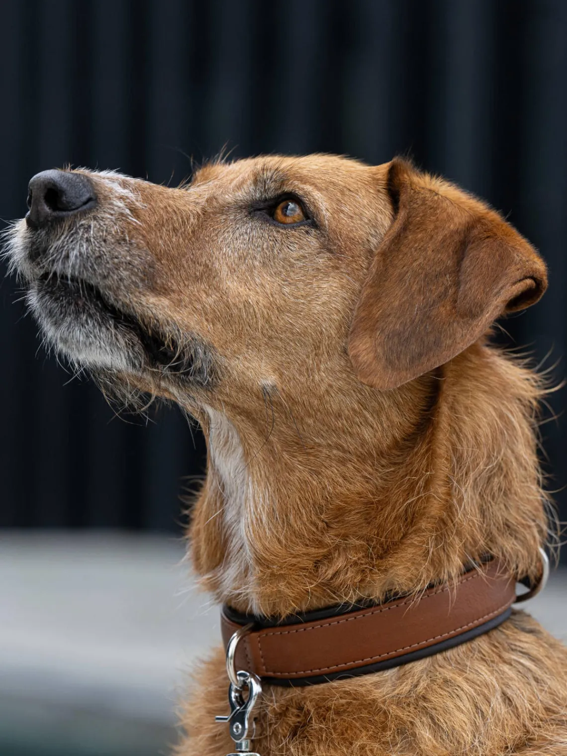 Online Laboni Collier pour animaux domestiques en cuir nappa Amici, tailles variées