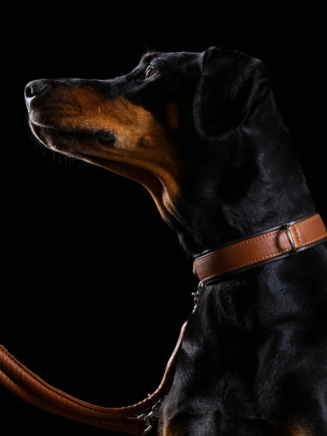 Online Laboni Collier pour animaux domestiques en cuir nappa Amici, tailles variées