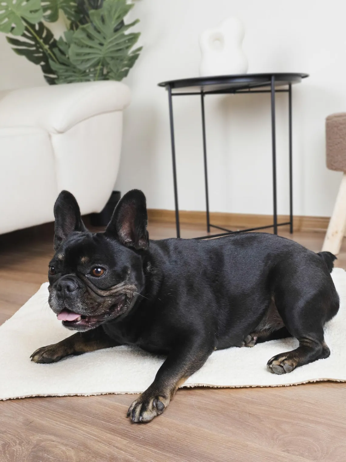 Outlet Dandy Dog Couverture en bouclette pour chiens Balance, tailles variées