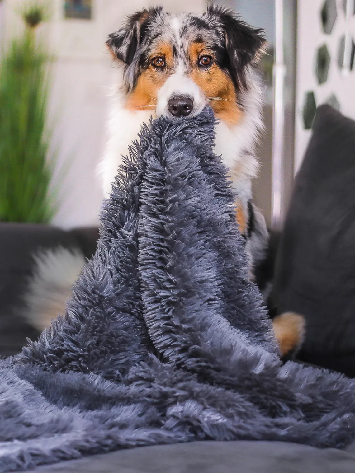 Discount Wahre Tierliebe Couverture pour animaux de compagnie en peluche Fluffy, tailles variées Gris-bleu