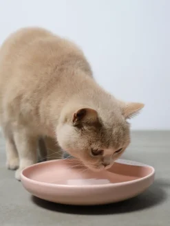 Outlet Hoopo Gamelle en porcelaine pour animaux domestiques Plate Rose pâle