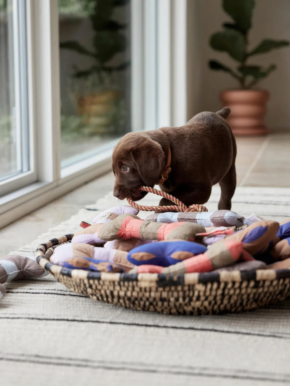New Oyoy Living Design Jouet pour chien en forme d'os Ashi, tailles variées Lavande, beige