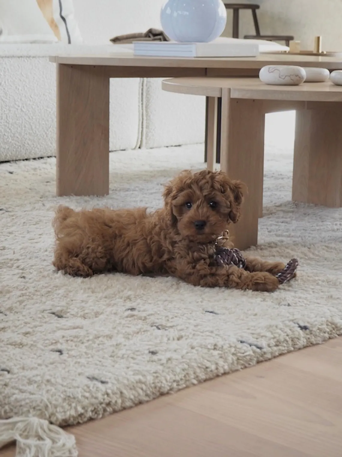 Outlet Oyoy Living Design Jouet pour chien Otto Brun foncé