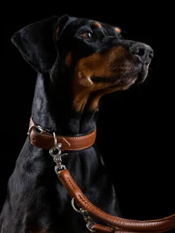 New Laboni Laisse pour chien en cuir nappa Amici, tailles variées