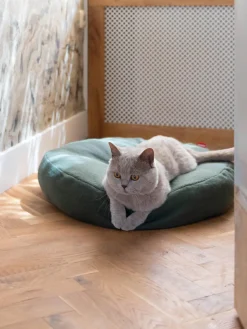 Hot Hoopo Lit pour chat Donut Vert foncé