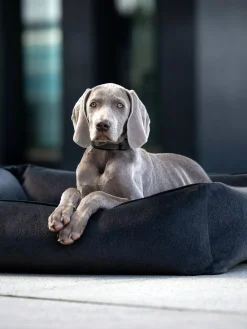 Fashion Laboni Lit pour chien en velours Classic, tailles variées Velours anthracite