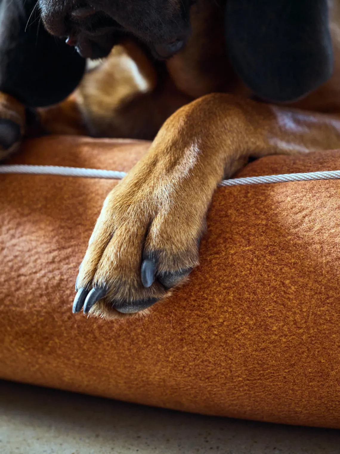 Outlet Laboni Lit pour chien en velours Classic, tailles variées Velours terracotta