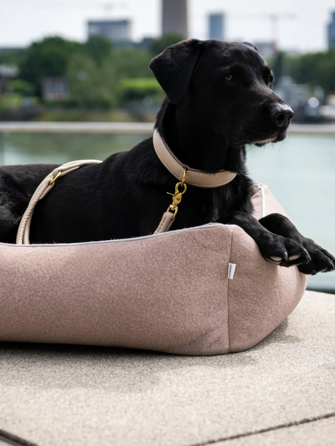 Hot Laboni Lit pour chien en velours Classic, tailles variées Velours pêche